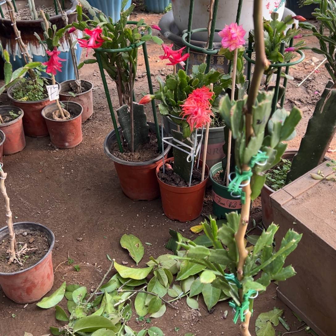 暖****y叶仙嫁接三层三色重瓣带花架