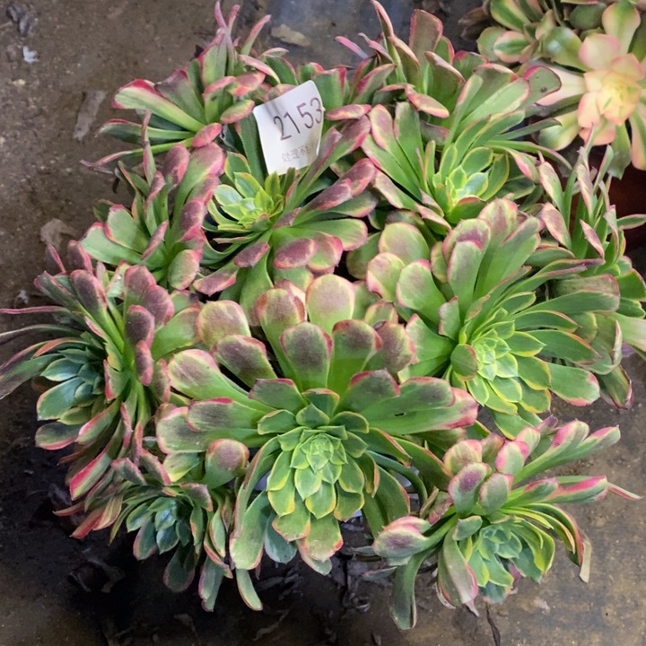 朝霞锦多肉断头不包2153