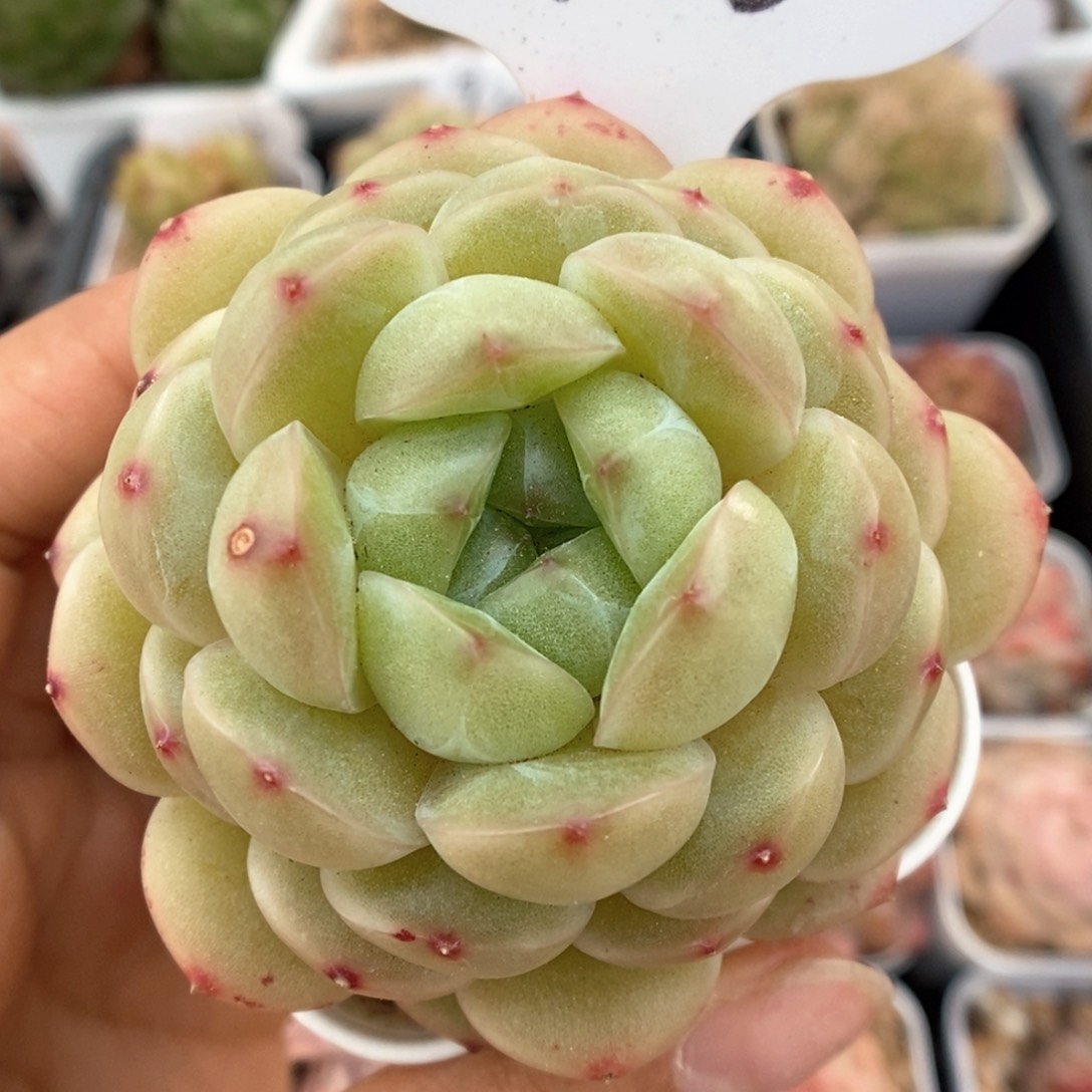 熊猫珍妮可拍185号。  