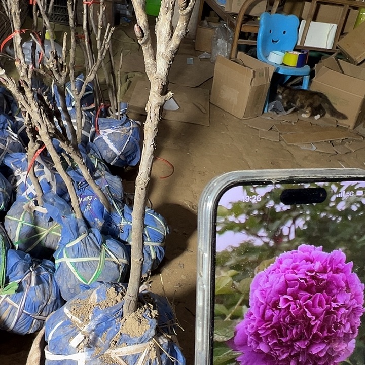 用***8完全开放魏紫大颗