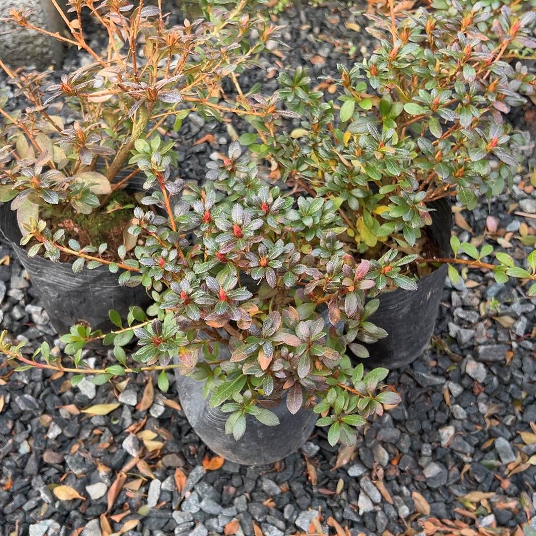 无花朵盆景皋月杜鹃天星之舞