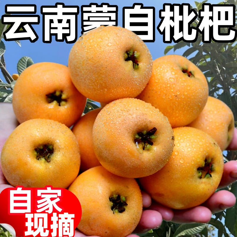 【现摘鲜果】云南蒙自枇杷孕妇小孩鲜果琵琶果新鲜水果