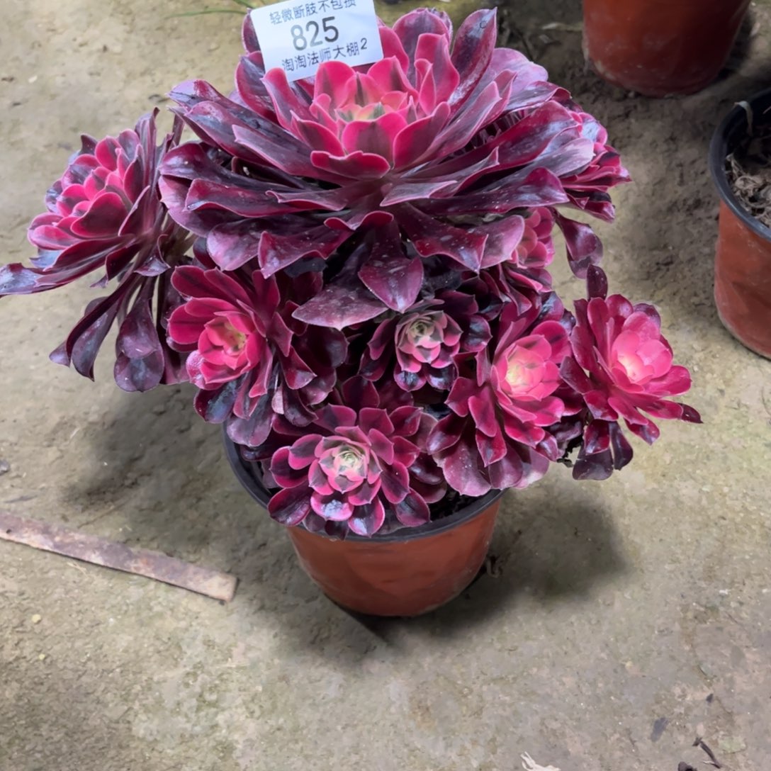 825美杜莎多肉植物法师