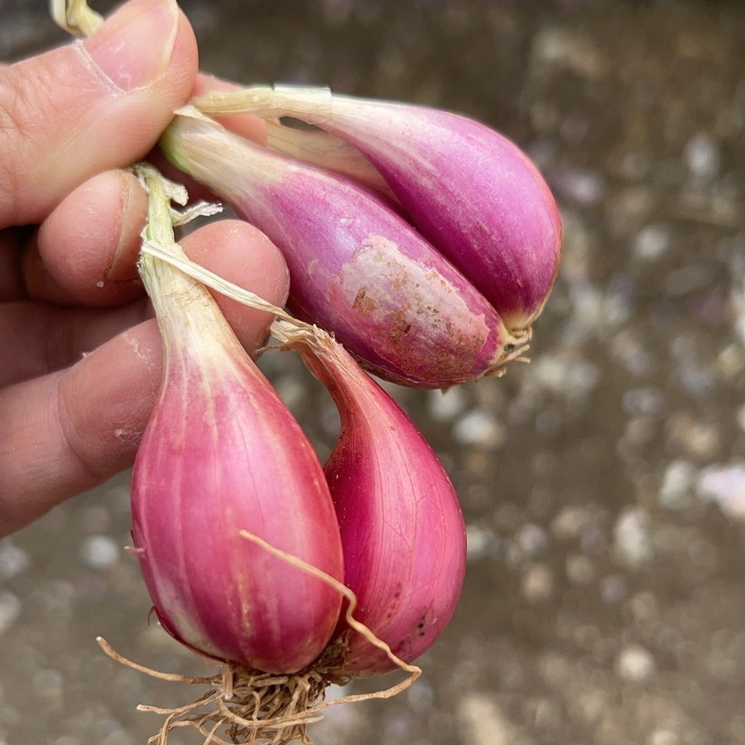 红葱头种四季葱头干新鲜葱头花盆栽红葱头种四季香葱火葱种子葱头