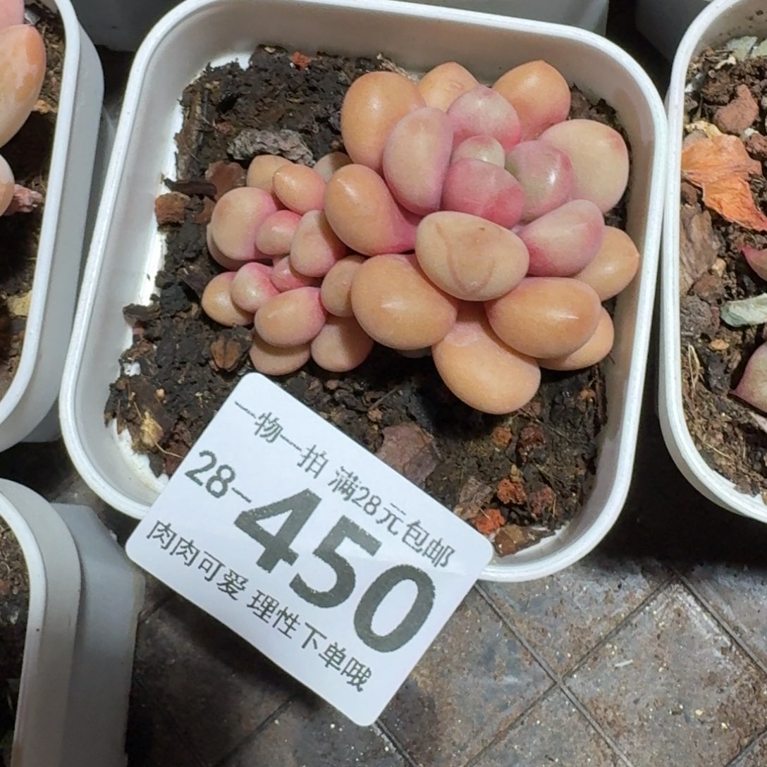 先锋派无盆土发货无盆