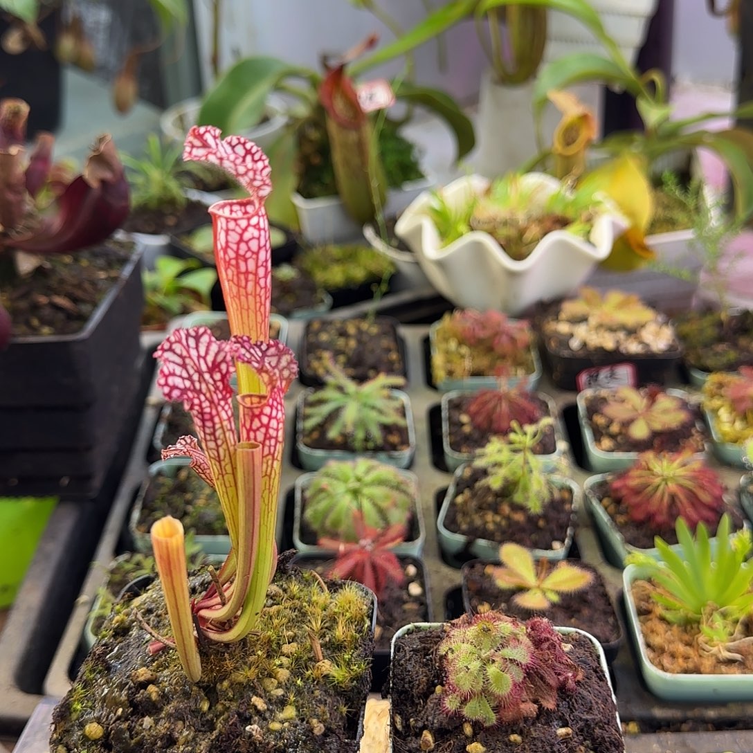 完全开放喜悦和爱丽丝