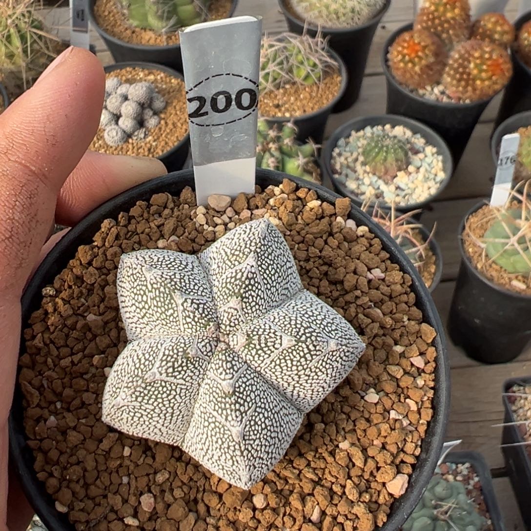 恩冢多肉植物带盆土200