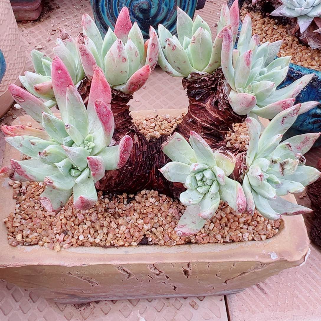 7947绿菊苹果叶仙女