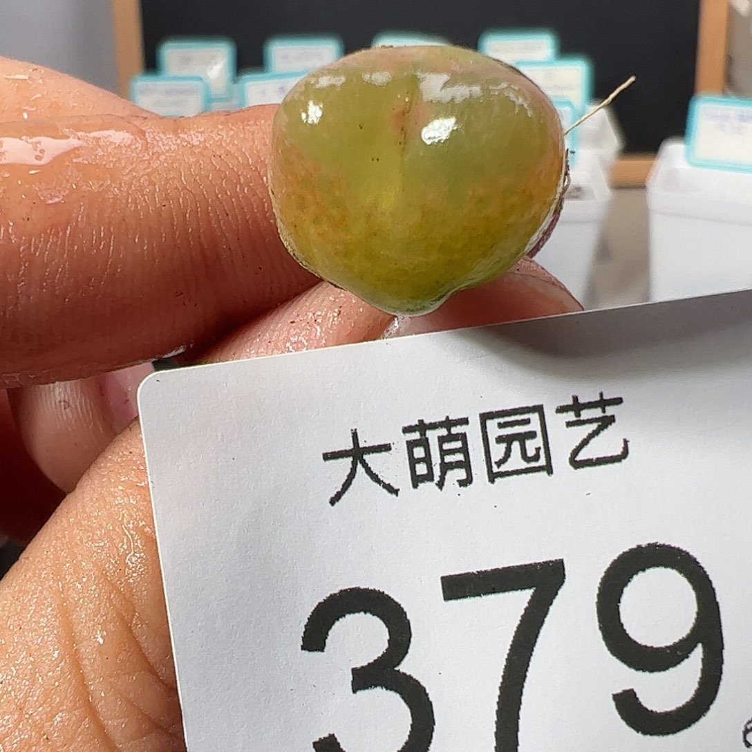 0000379 一物一拍……