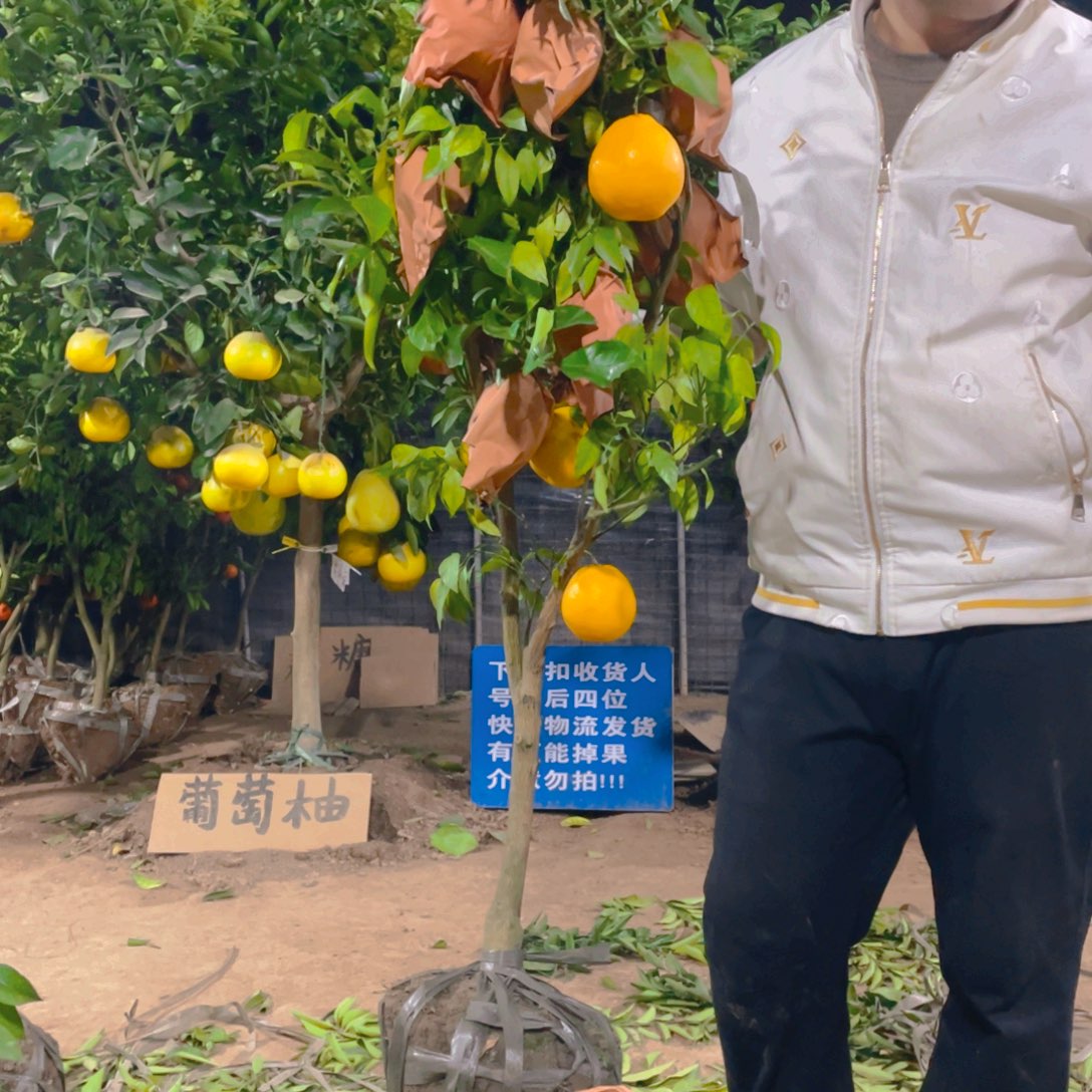 完全开放葡萄柚树苗一物一拍