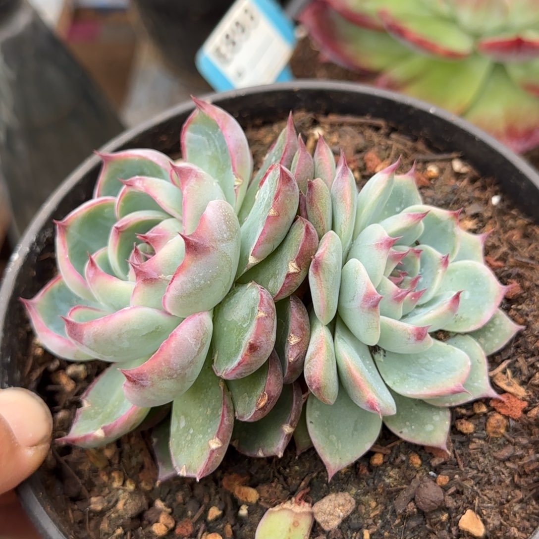惊鸿一物一拍包装收缩花旱