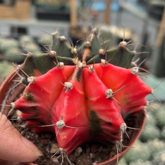 当前无花栽培后可以开花实生菲牡丹林