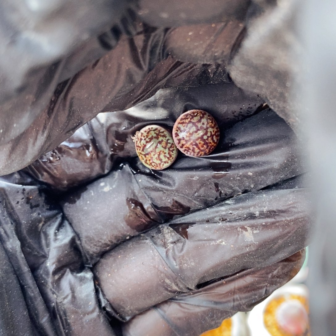 4990--一物一拍 墨特选