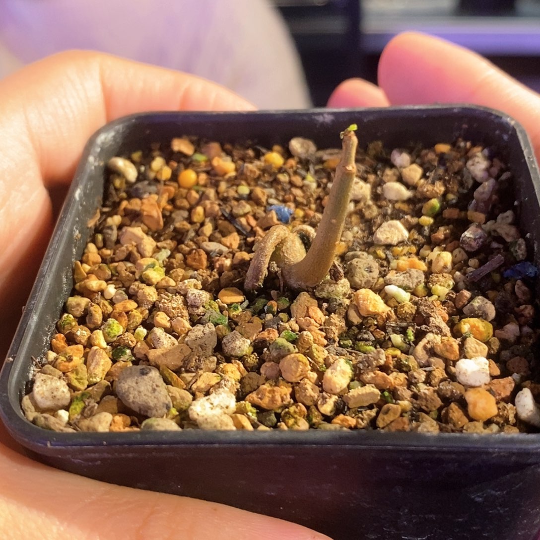 念珠没药实生一个