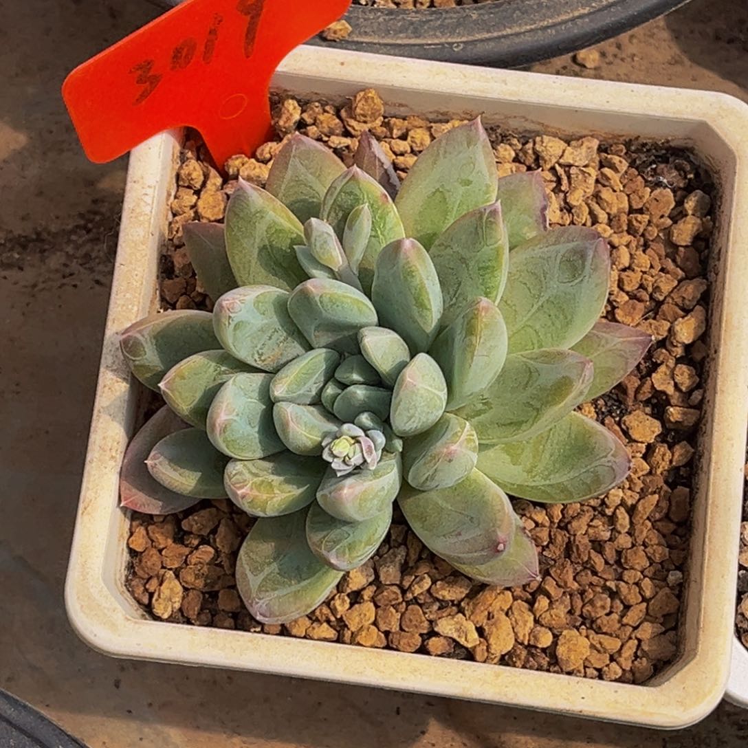 3019号上午多肉植物群生多肉植物