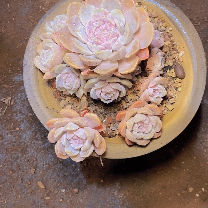 星***沉在我眼看的时候就是不知道是