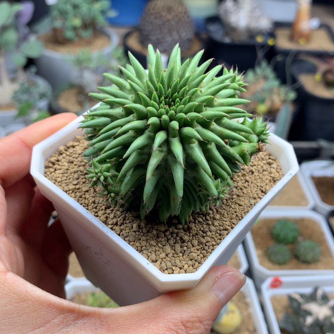 实生海胆大戟脱土多肉