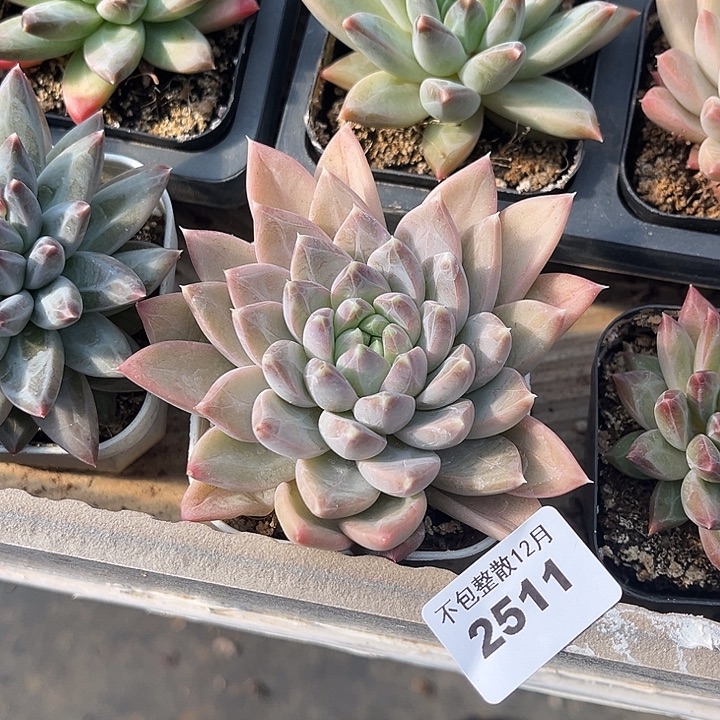 阿雅园艺。      2511