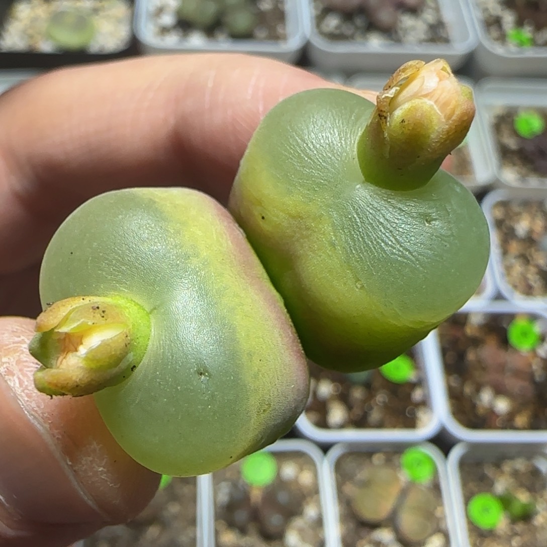 双头漂亮多肉植物176