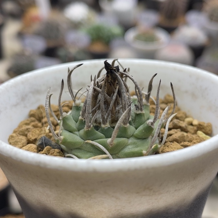 升云龙       实生根