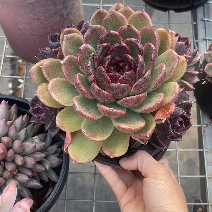 两单包邮，一物一拍，紫水晶