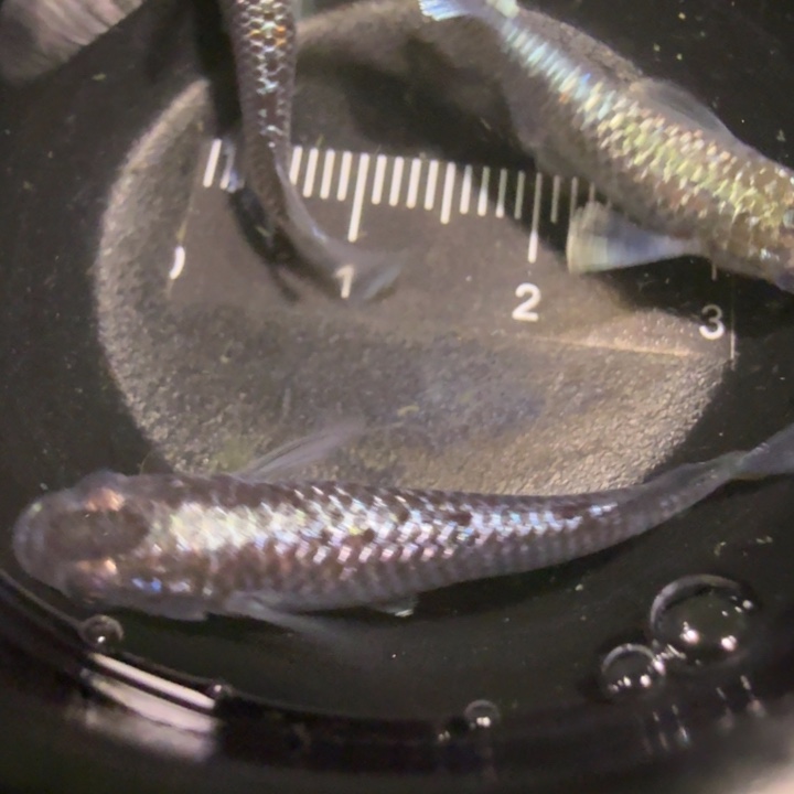 青鳉鱼一物一拍389