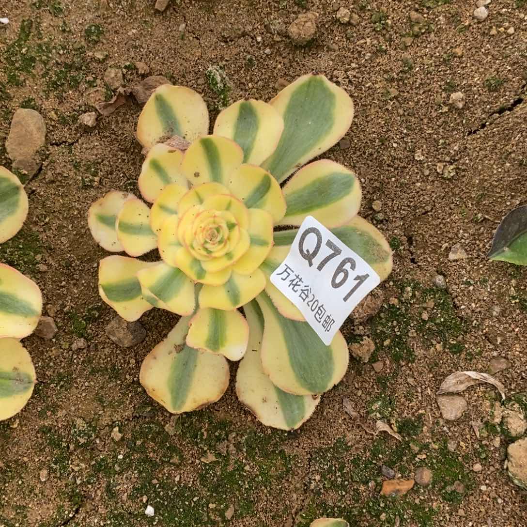 761王妃多肉植物