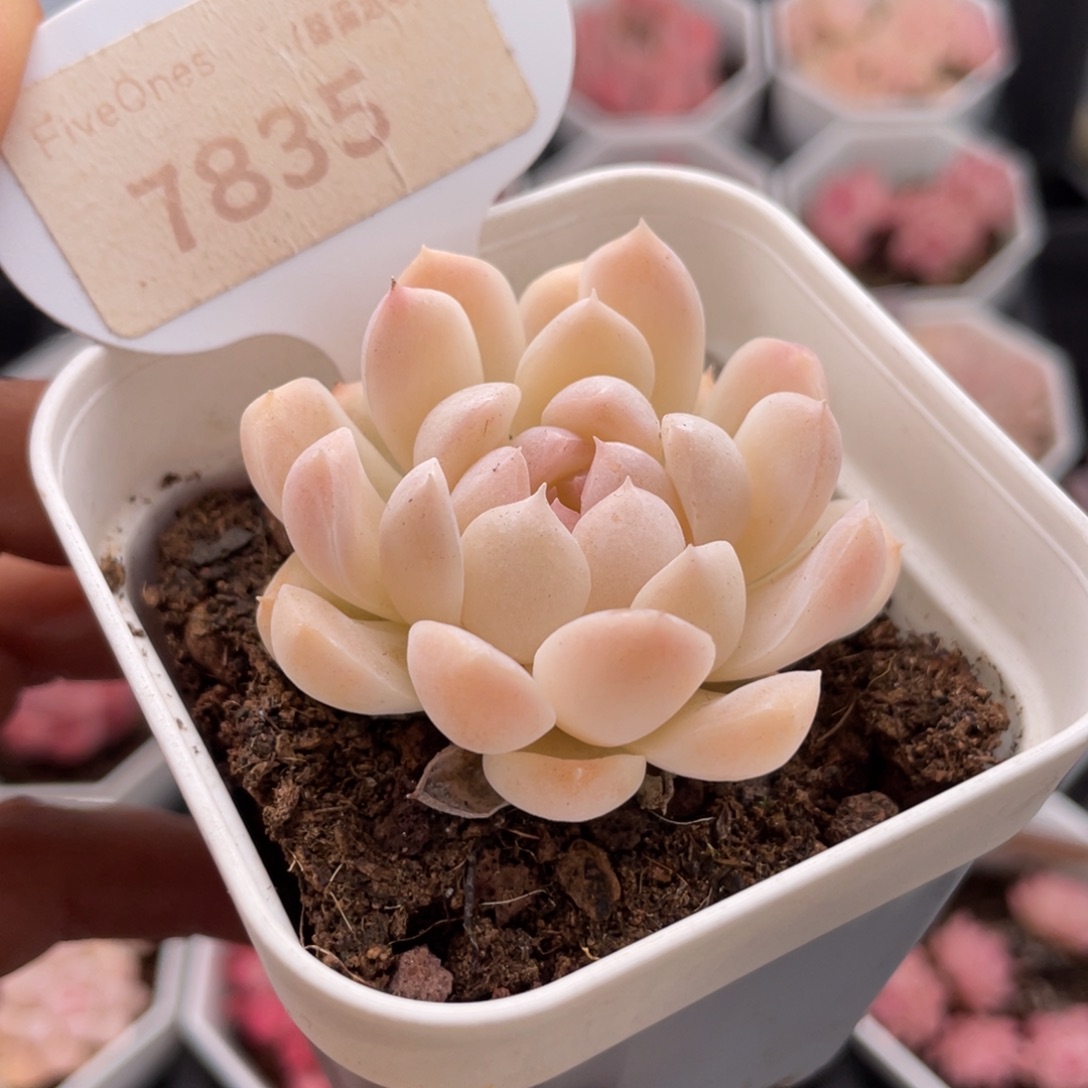 白桃汽水7835-5.0厘米