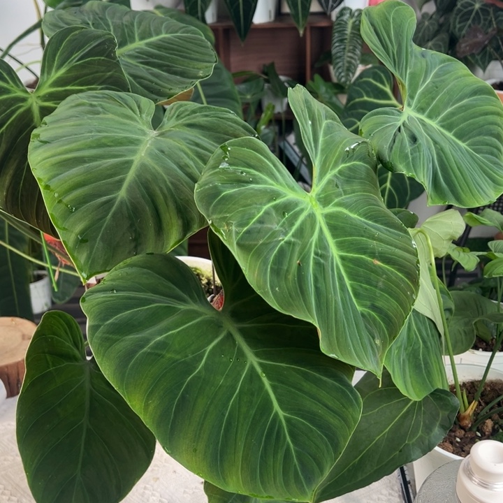 完全开放双头原种巧克力蔓绿绒