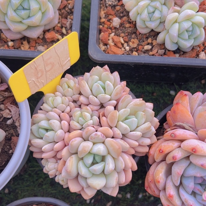 健健康康平平安安