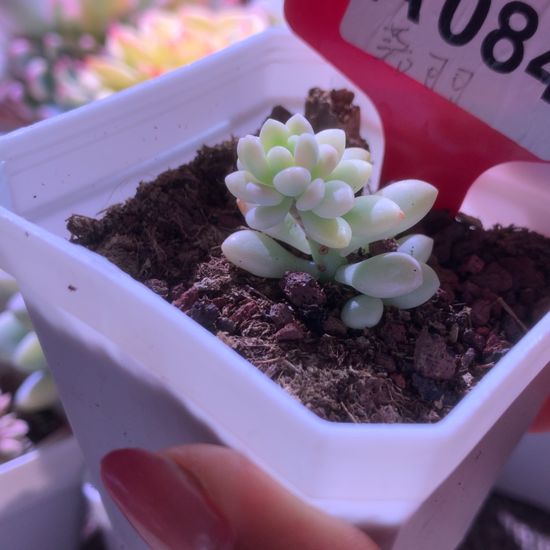 洛可可覆轮锦有根