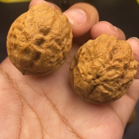 文玩核桃把件40尺至尊疙瘩