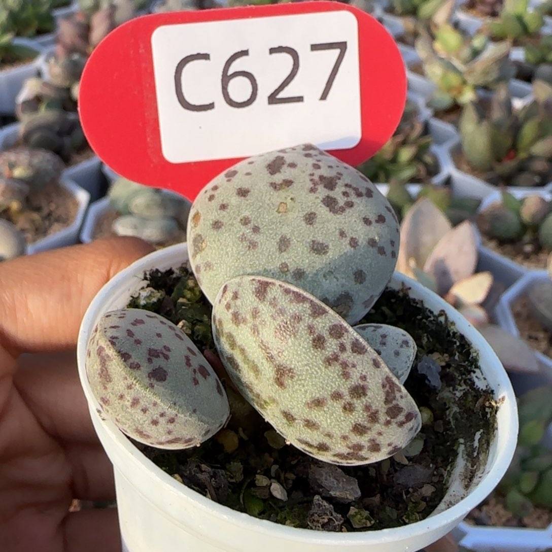 福利多多指教。    627。   