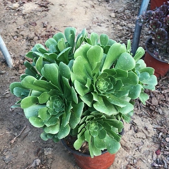 绿羊绒法师00000016