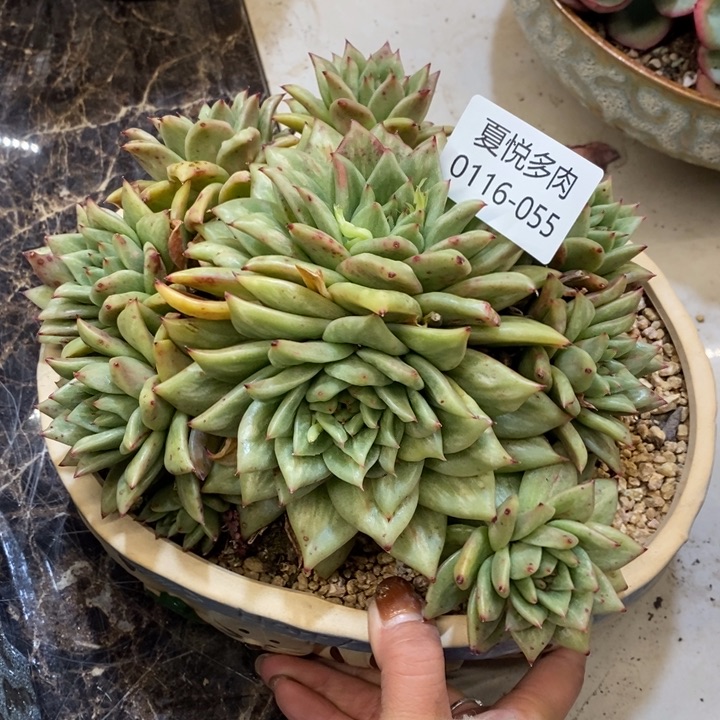 茉*夏悦多肉0116-55玛丽亚