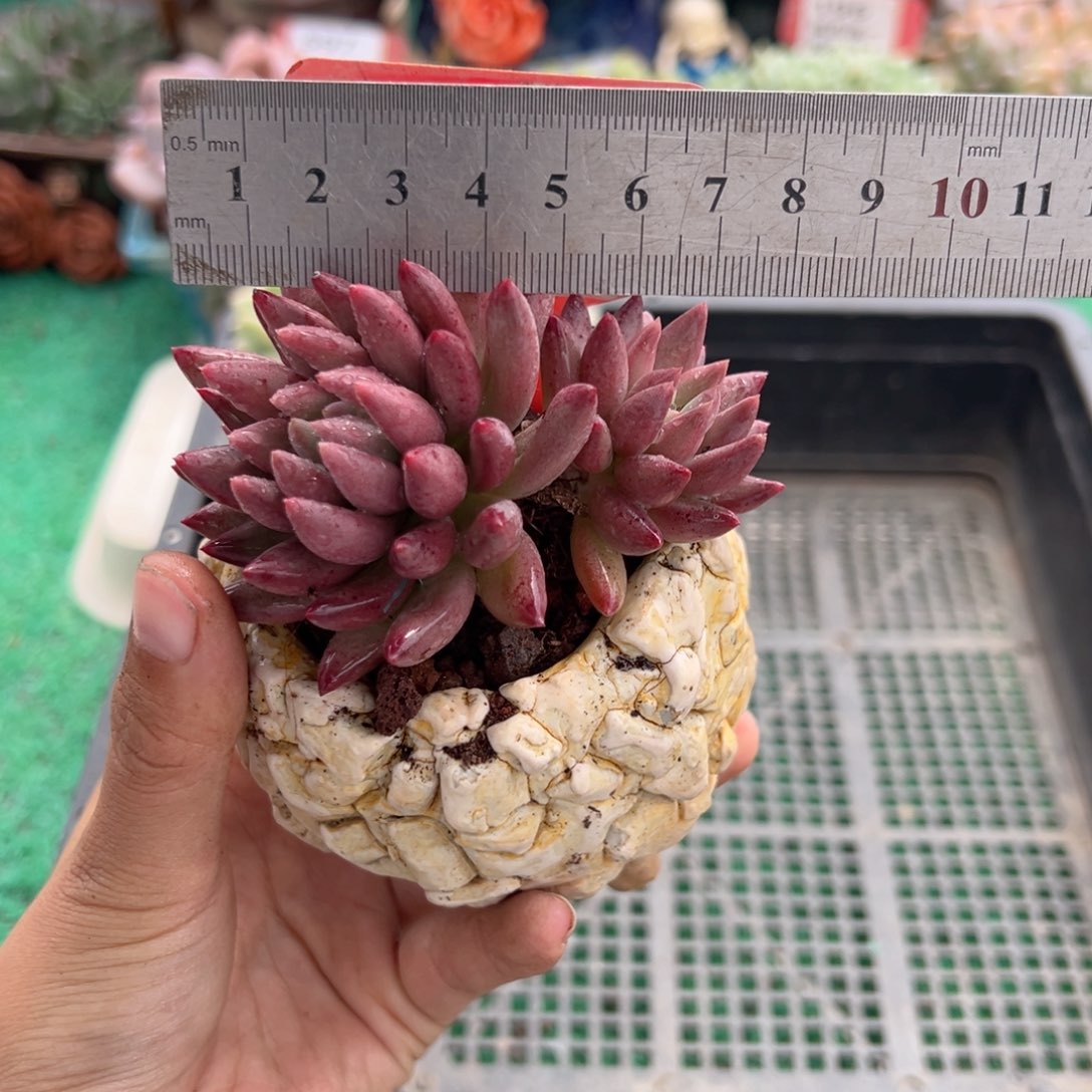 表妹精品多肉植物565.