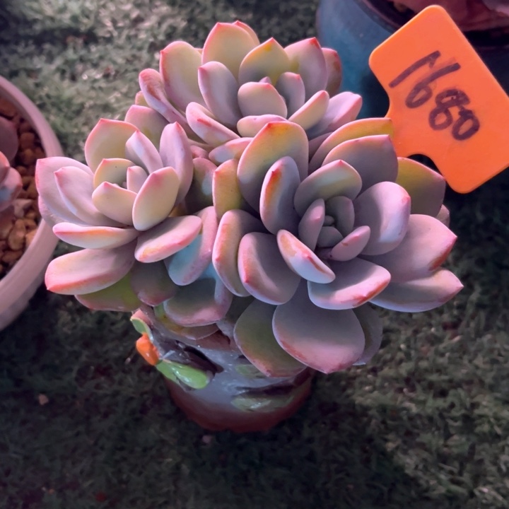 奶茶1680号码牌子的话