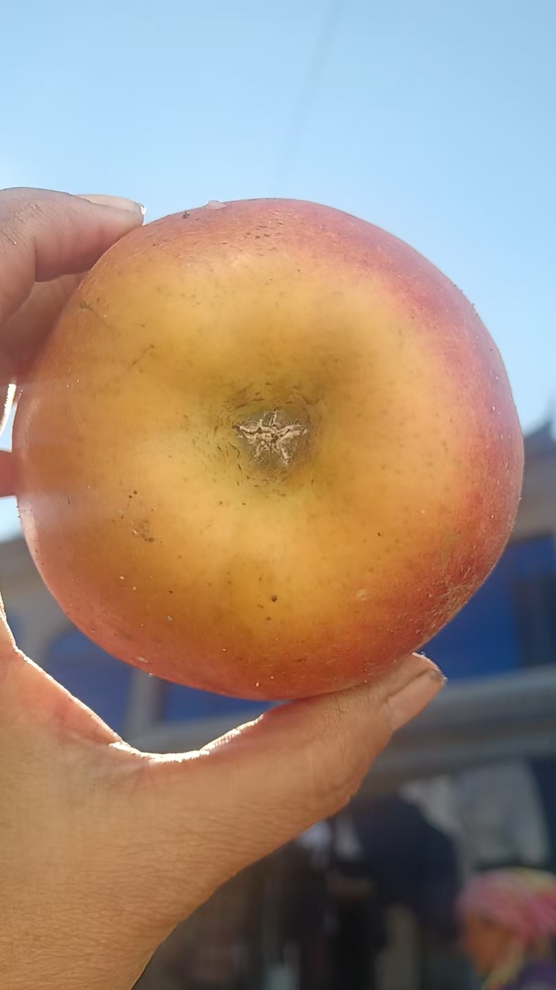 云南丽江宁蒗糖心丑原生态脆甜苹果（大果十斤装）