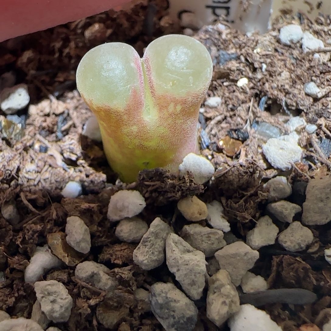 肉锥多肉植物百科-粉樱1232