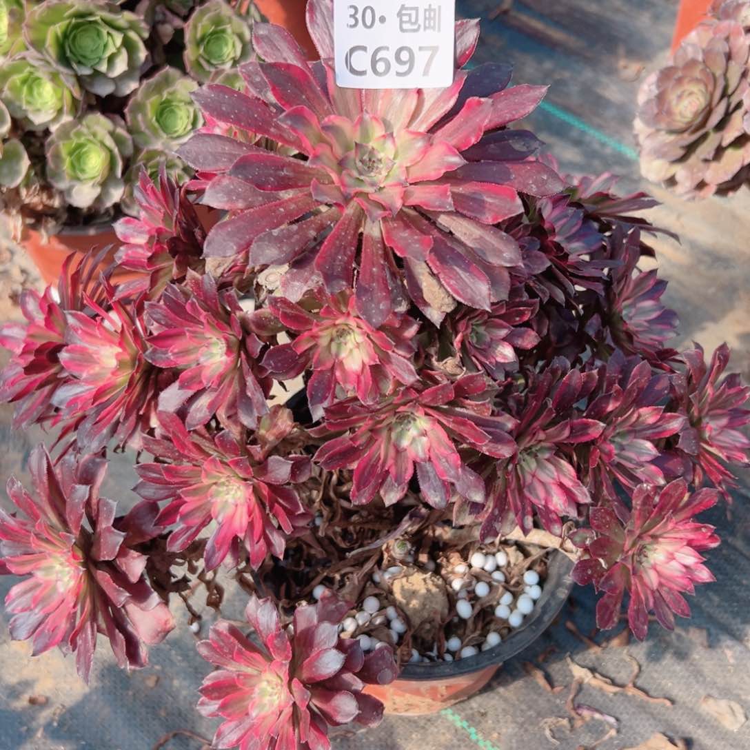 697雪姬多肉法师