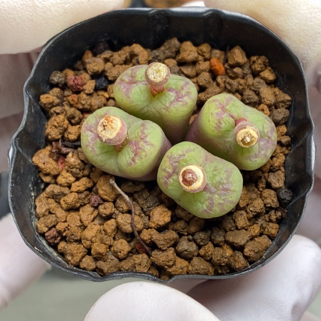 多肉植物肉锥杂交K-851（2.2）八重杂