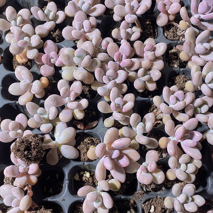 精品糖果橙小穴苗2米2颗