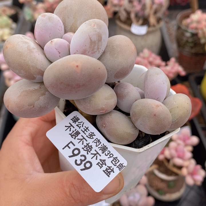大叶奶老桩9cm939多肉植物