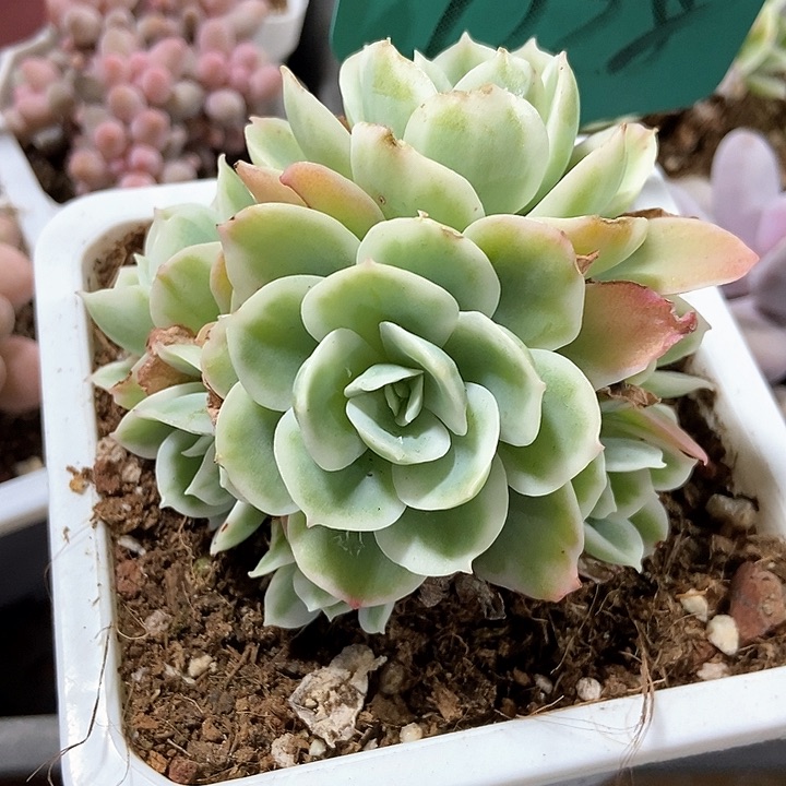 多肉植物7228多肉