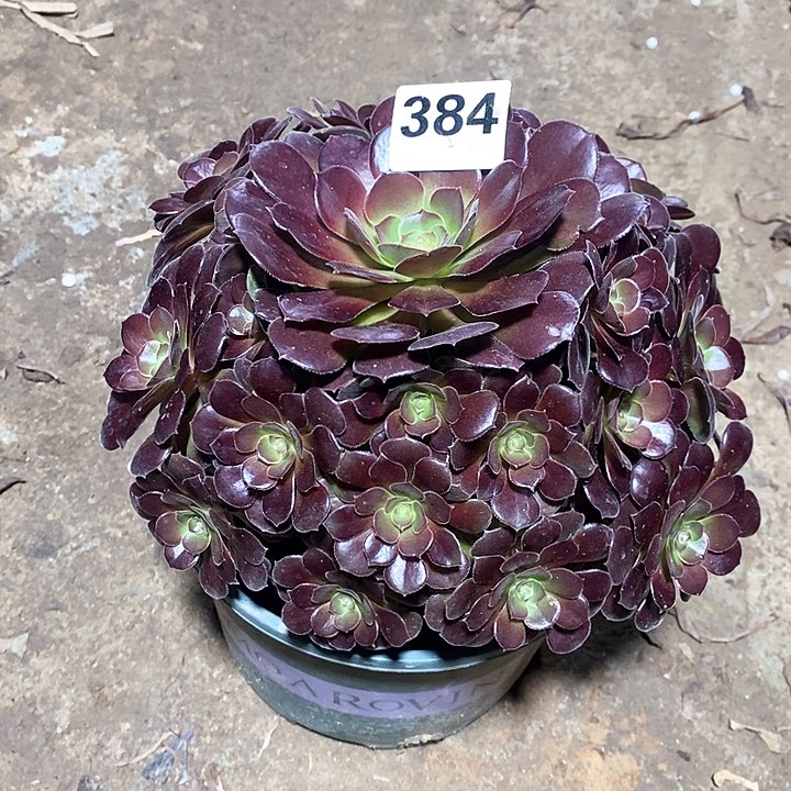 法师植物12345678