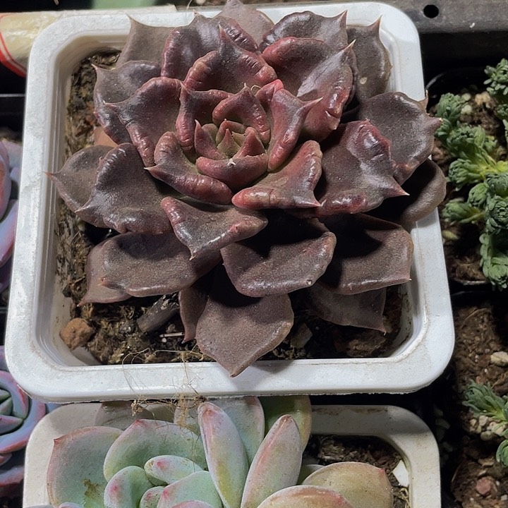 10方大黑饺子带盆土