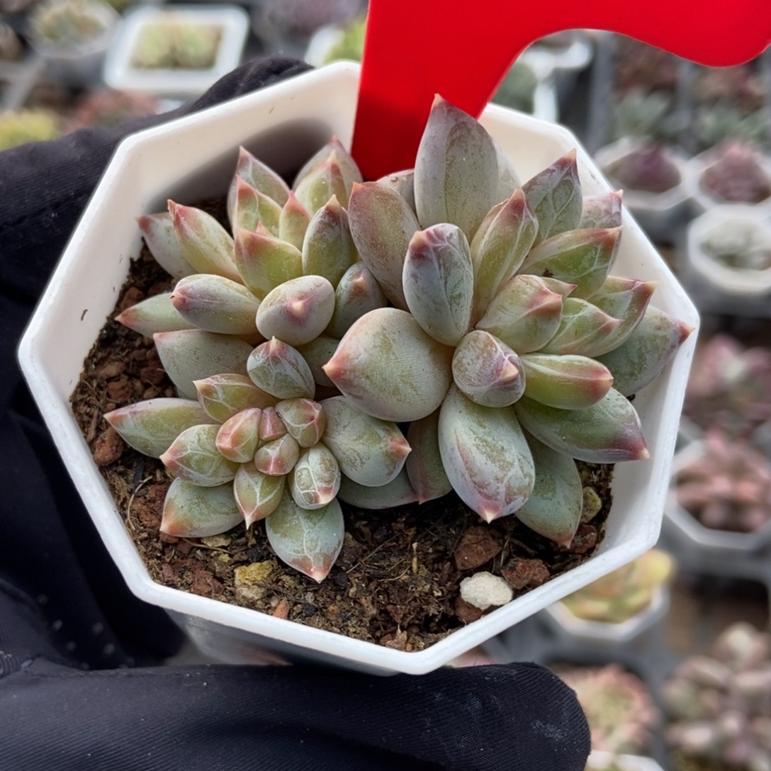 3071伊丽莎白多肉植物