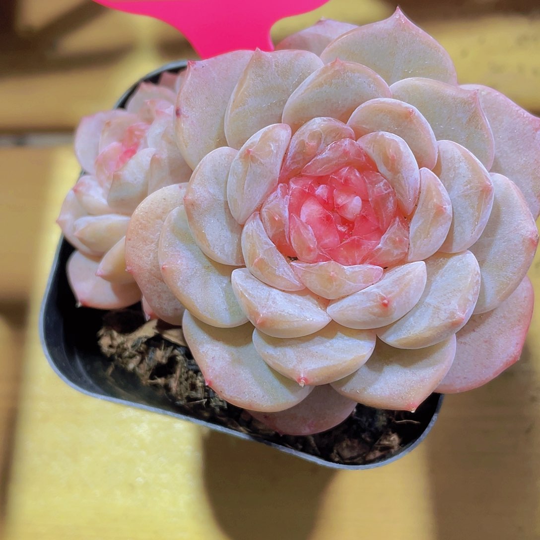 1157号 糖心粉珍妮一颗