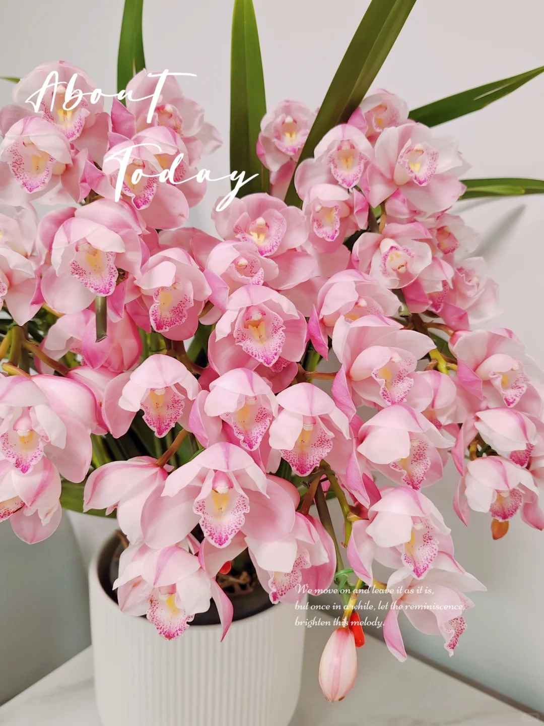 福娘大花蕙兰好养室内高端精品绿植花卉盆栽