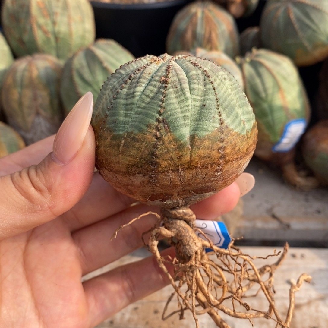 11欧系实生布纹球一物一拍